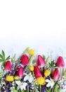 Bright spring flower arrangement. Lilac lupines, crimson tulips, white daffodils, and yellow flowers of trolius europaeus on a whi Royalty Free Stock Photo