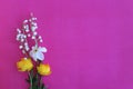 Bright spring flower arrangement. White daffodils and yellow flowers of trolius europaeus on a pink background. Background for