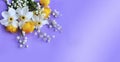Bright spring flower arrangement. Yellow flowers of trolius europaeus and white daffodils on a lilac background. Bright light