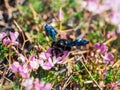 Bright spring flower background with a bee. Great carpenter bumblebee Xylocopa collecting pollen and nectar from beautiful Royalty Free Stock Photo
