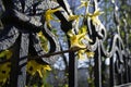 Bright spring flower on the lattice fence, blurred background