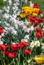 Flowerbed with red and orange tulips and white narcissus in full blossom, beautiful colorful inflorescences in warm sun Royalty Free Stock Photo