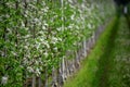 Bright spring flowering. A long alley of apple trees, near to road with grass