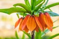 Bright spring flowers fritillary. Orange lilies or imperial crown. Flowering plants Fritillaria imperialis in home Royalty Free Stock Photo