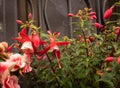 Bright spring flowers on the streets of Italy