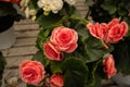 Bright spring flowers on the streets of Italy