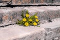 Bright spring flowers of yellow dandelion, sprouted in a crack in the stone stairs. The power of nature