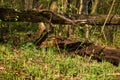 Bright spring forest, young grass and fallen trees Royalty Free Stock Photo