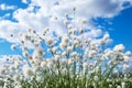 Arctic cotton on the sky background