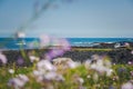 Blue sea against the background of bright flowering meadow. Udo Island, Republic of South Korea Royalty Free Stock Photo