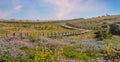 Bright spring landscape, bright flowering meadow. Udo Island, Republic of South Korea Royalty Free Stock Photo