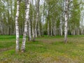 Bright spring landscape with fuzzy green grass in the foreground and birch grove in the background