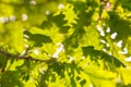Bright Spring Oak Leaves Lit By Sunset Light. Selective Focus.