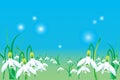 A large group of snowdrops in a scene of spring. Vector.