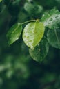 Bright spring summer green leaves with wateer drops after rain Royalty Free Stock Photo