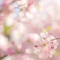 Spring Bokeh Background with Green and Pink Colors Royalty Free Stock Photo