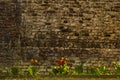 Bright spring tulips against the old brick wall background Royalty Free Stock Photo