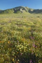 Bright spring yellow flowers, desert gold and California poppies near mountains in the Carrizo National Monument, the US