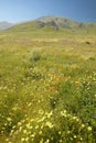 Bright spring yellow flowers, desert gold and California poppies near mountains in the Carrizo National Monument, the US