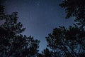 The bright starry sky in the night forest