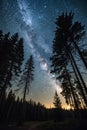 The Bright Starry Sky in the Night Forest Royalty Free Stock Photo