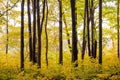 Bright Stick Through Bright Yellow Forest In Fall Royalty Free Stock Photo