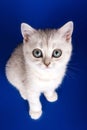 Bright striped kitten with big eyes of a British cat on a blue