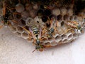 Bright striped wasps build themselves a grey and scary hornet`s nest