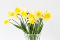 Bright studio shot of a bunch of blossoming daffodils isolated on white background