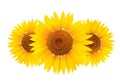 Bright studio shot of a large beautiful sunflower isolated on white background. Royalty Free Stock Photo