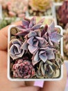 Bright succulent flowers graptopetalum Bainesii, graptopetalum pachyphyllum Bluebean and echeveria Fiona. Succulent propagation