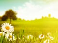 Bright summer afternoon. Royalty Free Stock Photo