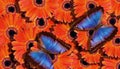 Bright summer background. blue tropical morpho butterflies on bright orange gerbera flowers. colorful gerbera flowers and butterfl Royalty Free Stock Photo