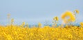 Bright summer background, yellow flowers against the blue sky Royalty Free Stock Photo