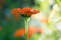 Bright summer background with growing flowers calendula, marigold Royalty Free Stock Photo