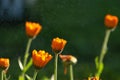 Bright summer background with growing flowers calendula, marigold Royalty Free Stock Photo