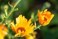 Bright summer background with growing flowers calendula, marigold Royalty Free Stock Photo