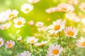 Bright summer background with white daisies Royalty Free Stock Photo