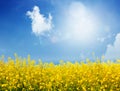 Bright summer background, yellow flowers against the blue sky Royalty Free Stock Photo