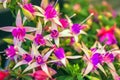 Bright summer colorful fuchsia flowers close-up