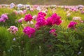 Bright summer field of blooming colorful peonies flowers