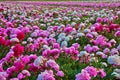 Bright summer field of blooming colorful peonies flowers