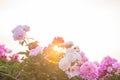 Bright summer field of blooming colorful peonies flowers at sunset