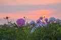 Bright summer field of blooming colorful peonies flowers at sunset