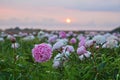 Bright summer field of blooming colorful peonies flowers at sunset