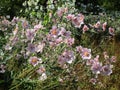 Bright flowers at Perennial Garden, Stanley Park Royalty Free Stock Photo