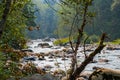 Bright summer forest along the banks of a shallow wide river