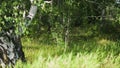 Bright summer landscape with birch forest. Art. White birch trees trunks and green grass under the sunlight swaying in Royalty Free Stock Photo