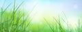 Bright summer meadow. Blurred grass background. The radiance of the sun in the drops of dew on the young grass. Banner Royalty Free Stock Photo