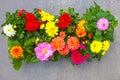 Bright summer multi-colored flowers of dahlia